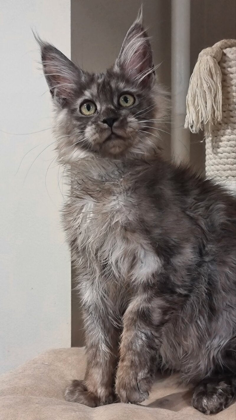 Cassia Maine Coon female black silver - live animals
