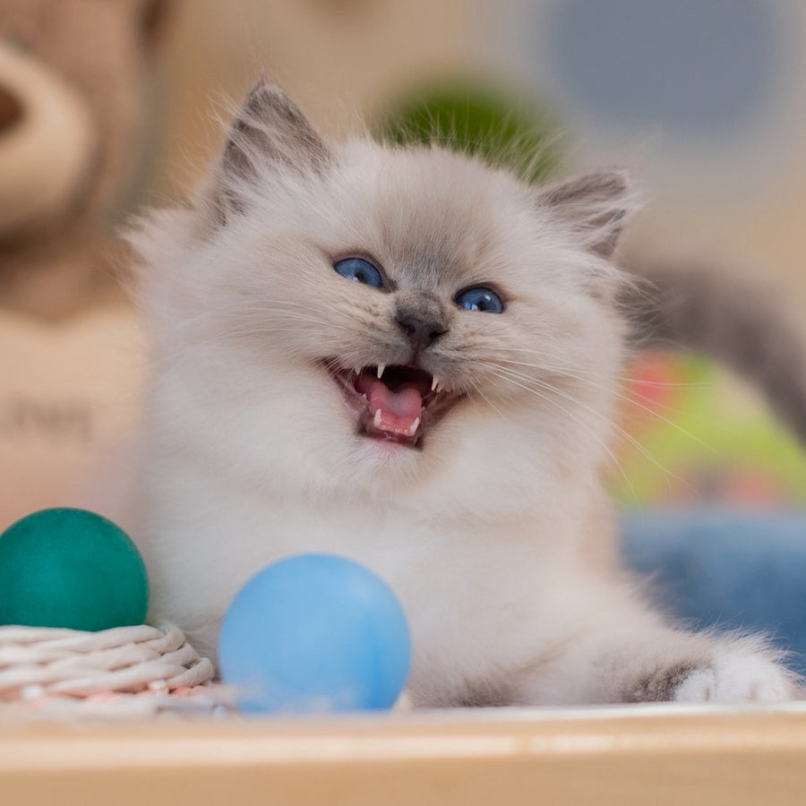 Yeshi Ragdoll male, blue mitted