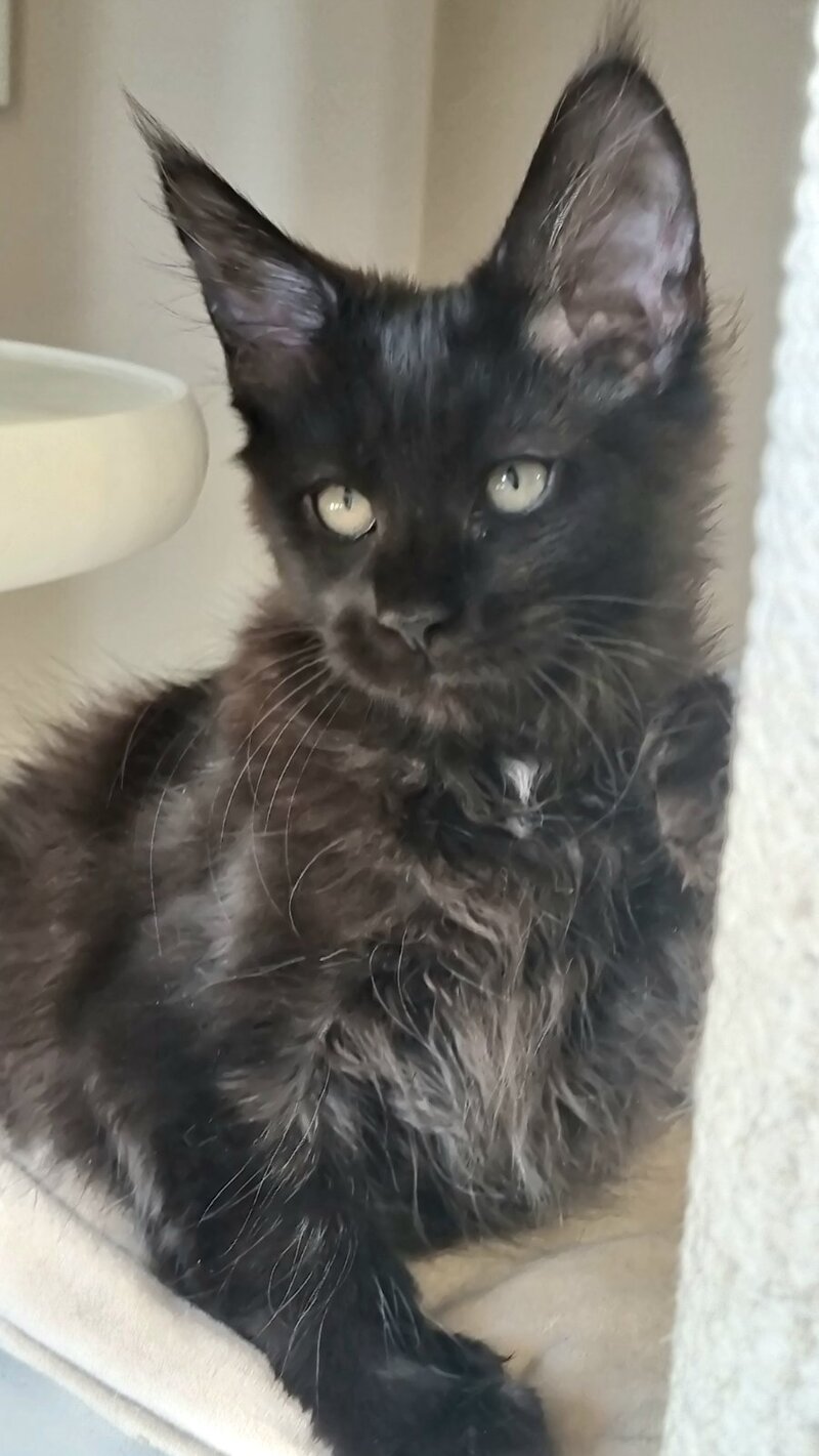 Debora Maine Coon female black with white - live animals