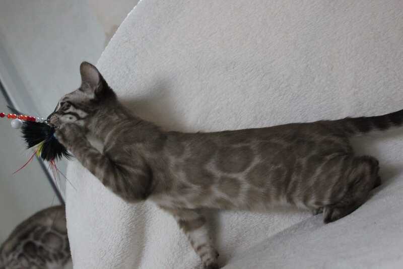 Vakula Bengal male, black amber spotted tabby pointed