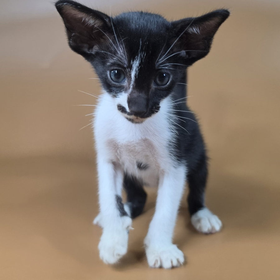 Dreamcake Oriental Shorthair female, black bicolour