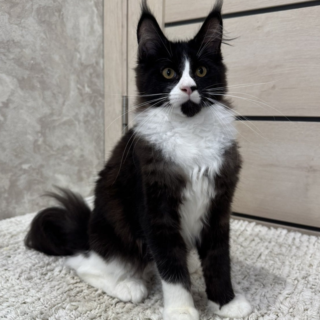 Sandra Maine Coon female, black silver bicolour