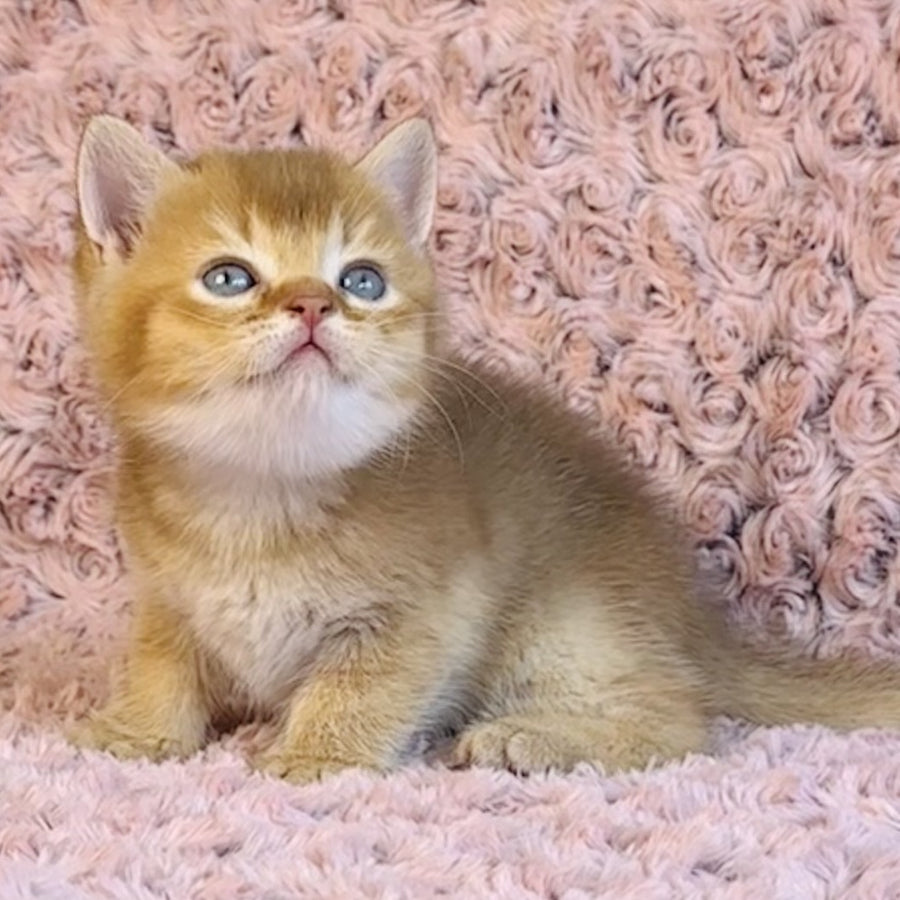 Golden Prince British Shorthair male, cinnamon golden shaded