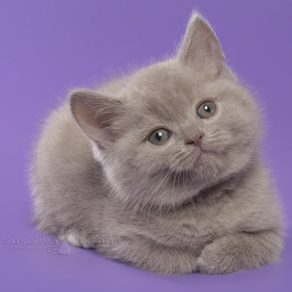 Kent British Shorthair male, lilac