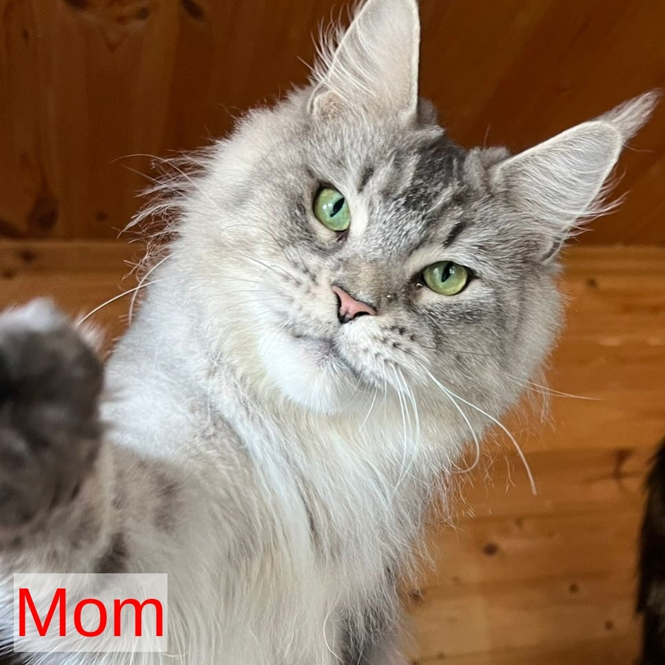 Kazanova Maine Coon male, black tabby