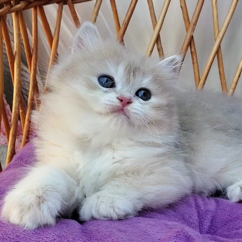 Zara British Longhair female blue golden shaded - live animals