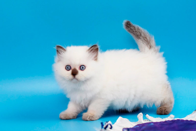 Yvette British Longhair male chocolate pointed - live animals