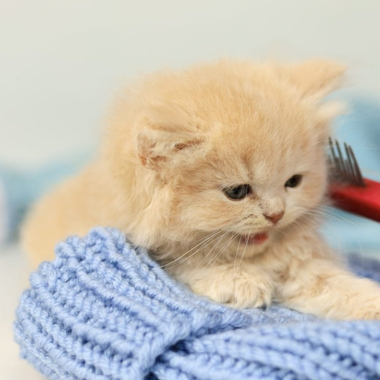 Perry British Longhair male, lilac