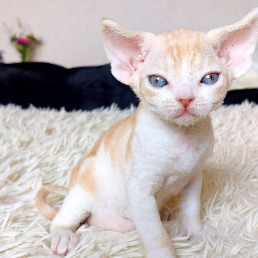 Leon Devon Rex male, red bicolour