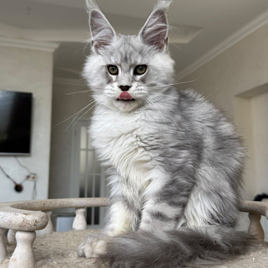 Paris Maine Coon male, black silver tabby
