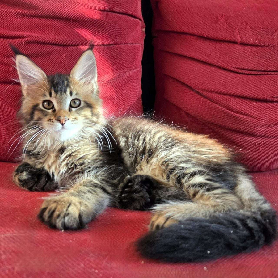 Rodion Maine Coon polydactyl 6x6x6x6 male, black ticked tabby