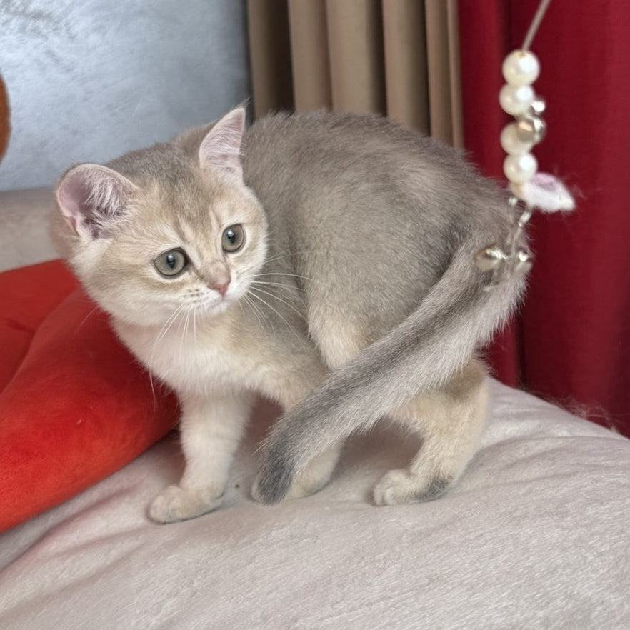 Elpati Scottish Straight female, blue golden shaded