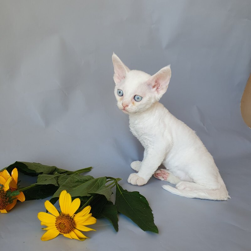 Colin Devon Rex male, white