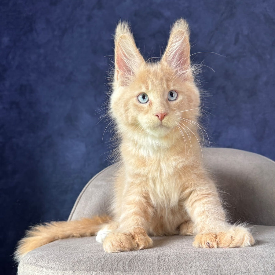 Rumbik Maine Coon polydactyl 6x6x6x6 male, cream with white