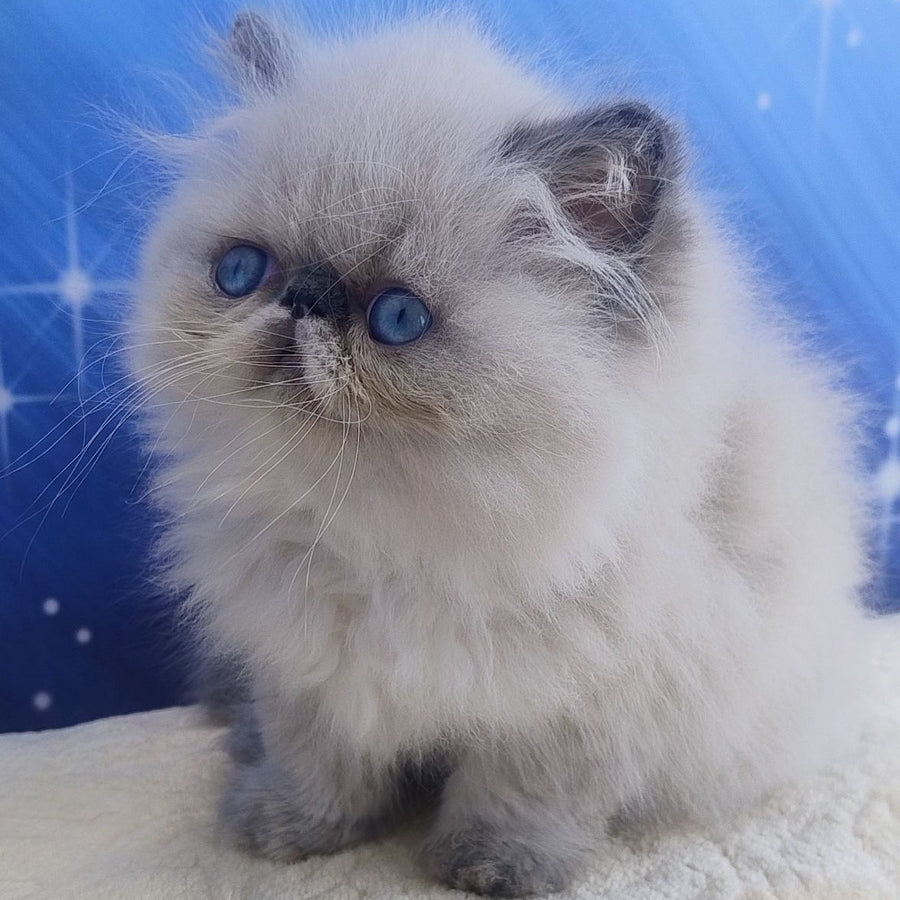 Ellie Persian female, blue pointed