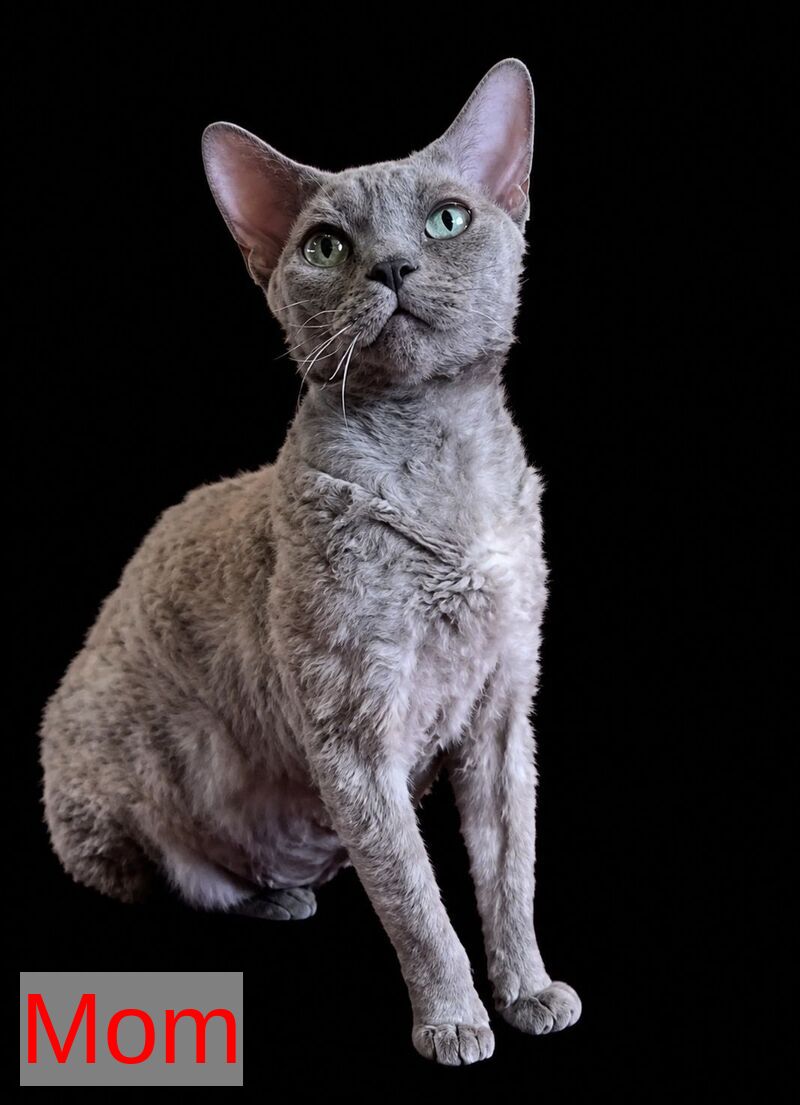 Bella Devon Rex female black tortie spotted tabby - live animals