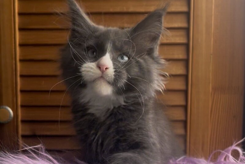 Hugo Maine Coon polydactyl male blue with white - live animals