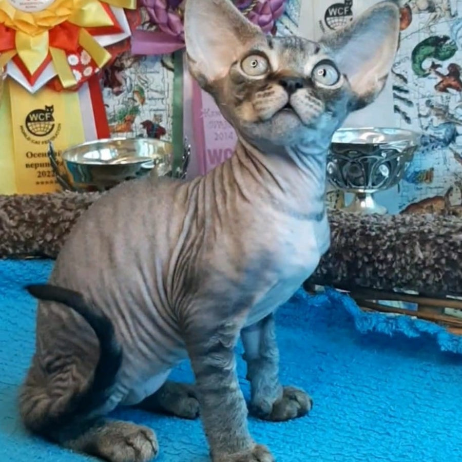 Gregory Devon Rex male, black tabby
