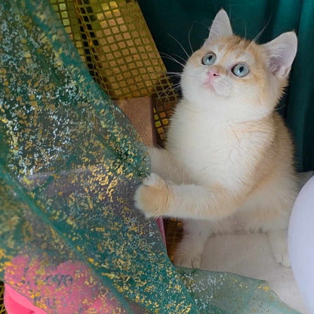 Samantha British Shorthair female, black golden chinchilla