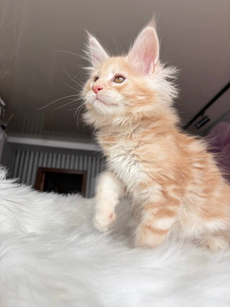 Wisdom Maine Coon male, cream silver tabby