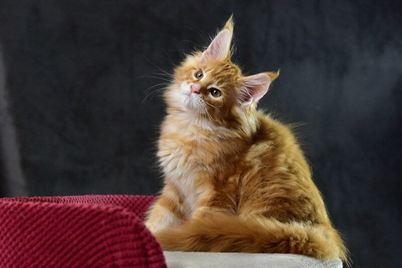 Cvetan Aureus Maine Coon male, red tabby