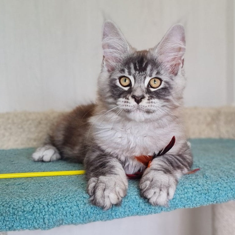 Lutik Maine Coon male, blue silver tabby