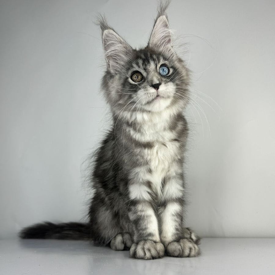 Claire Maine Coon female, black silver tabby