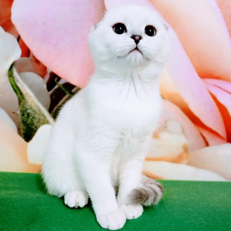 Princess Scottish Fold female, black silver shaded pointed