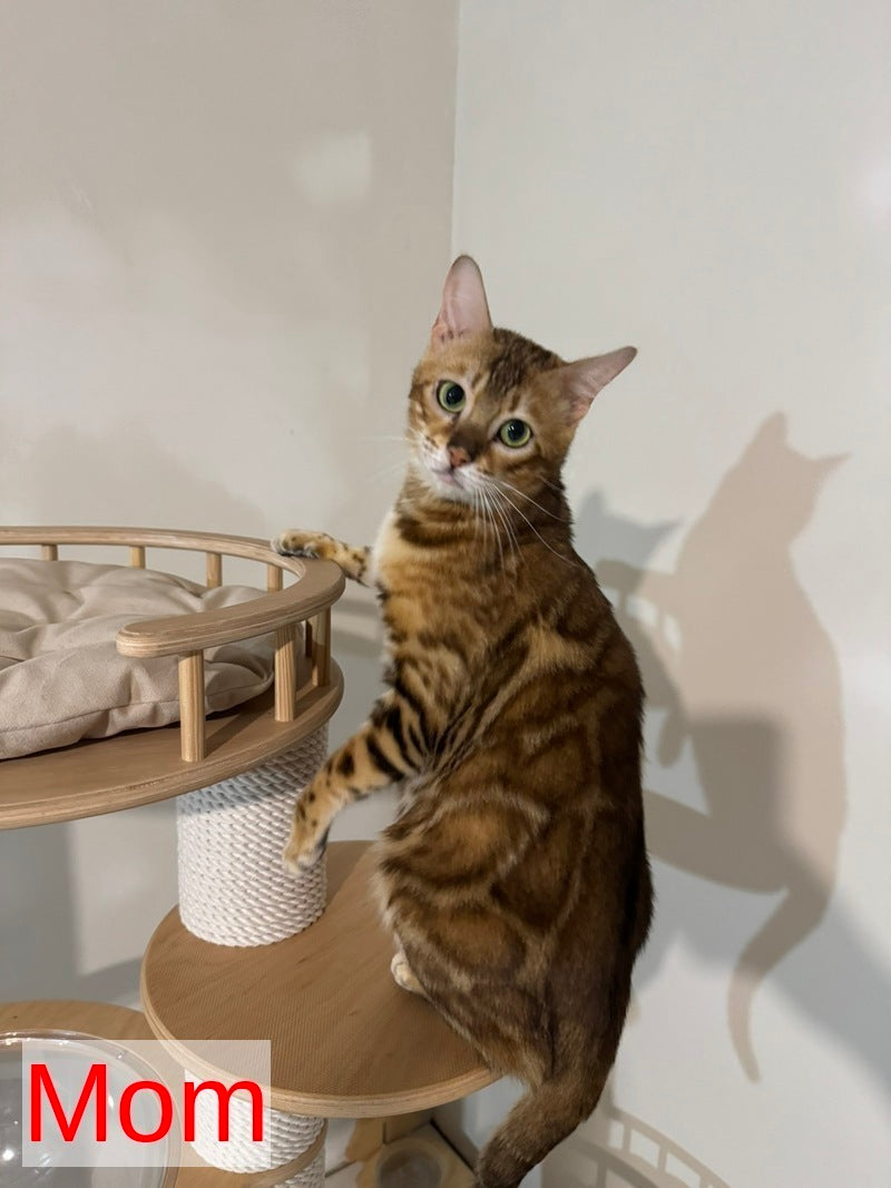 Jaime Bengal male black spotted tabby - live animals
