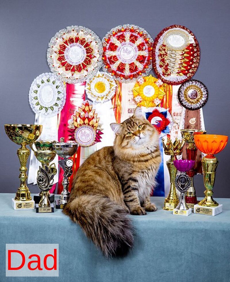 Darvin Siberian male, black spotted tabby