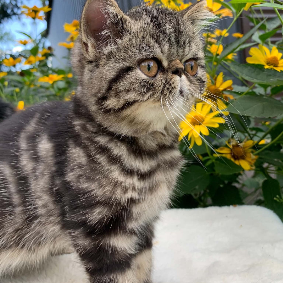 Milky Way Exotic male, black tabby