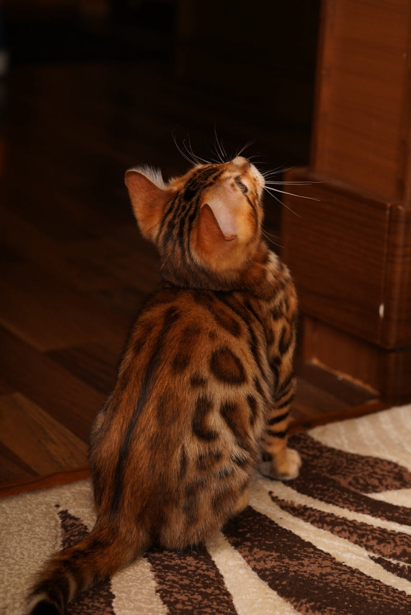 Jayson Bengal male, black spotted tabby