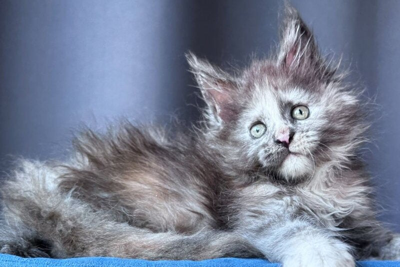 Vanilla Sky Maine Coon female, blue tortie