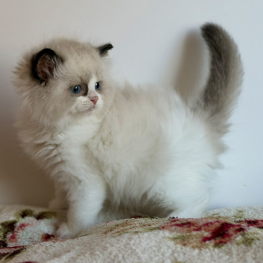 Romka Ragdoll male, black bicolour