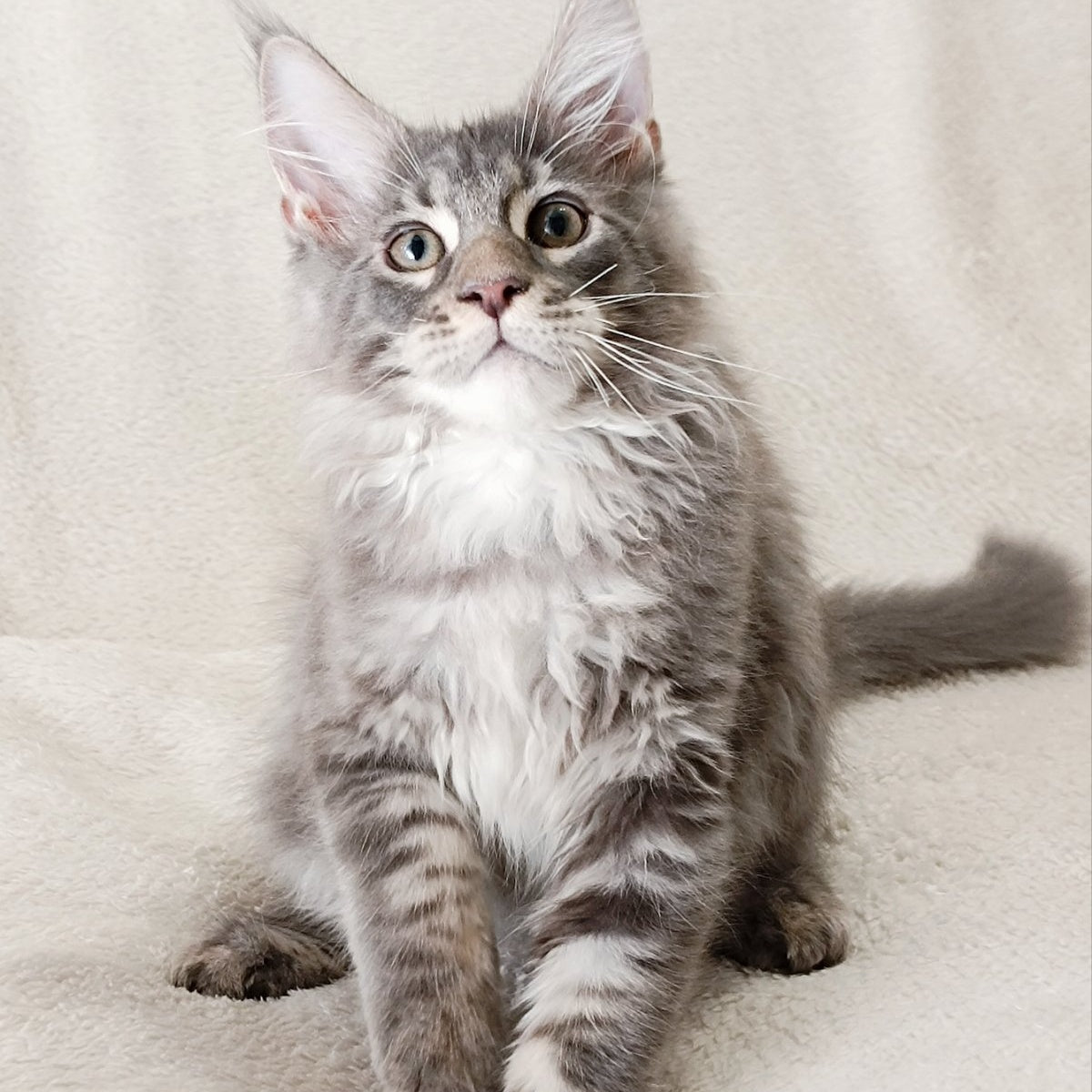 Quester King Maine Coon male, blue tabby