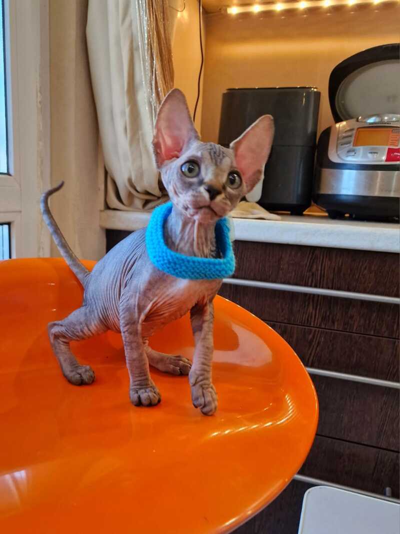 Daily Canadian Sphynx female black tabby - live animals