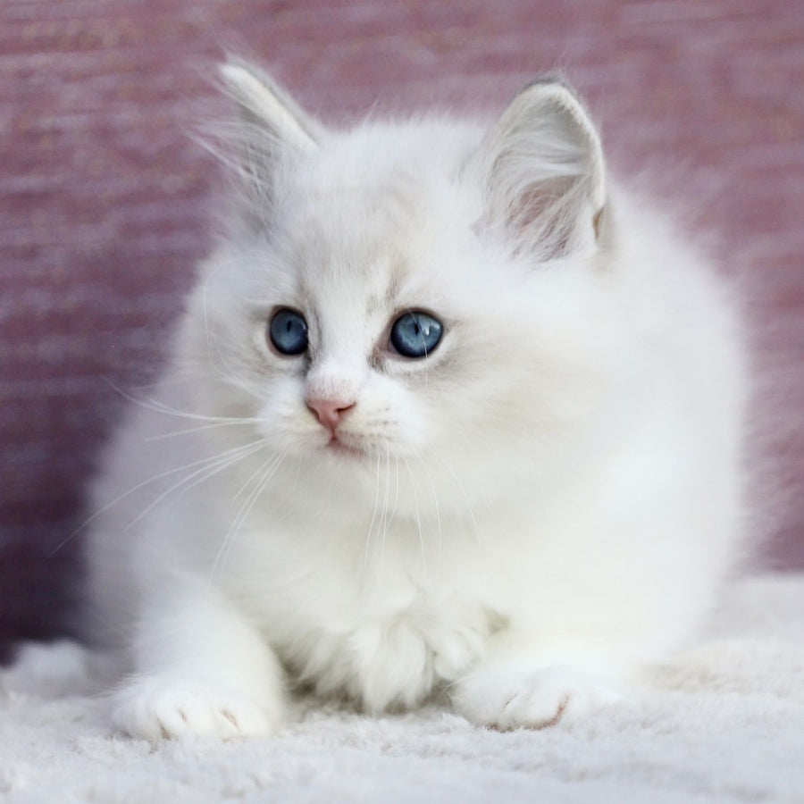 Lenox Ragdoll male, blue bicolour tabby