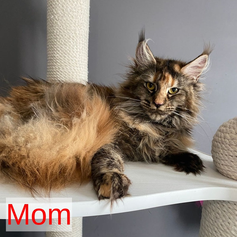 Winston Noir Maine Coon male, cream tabby
