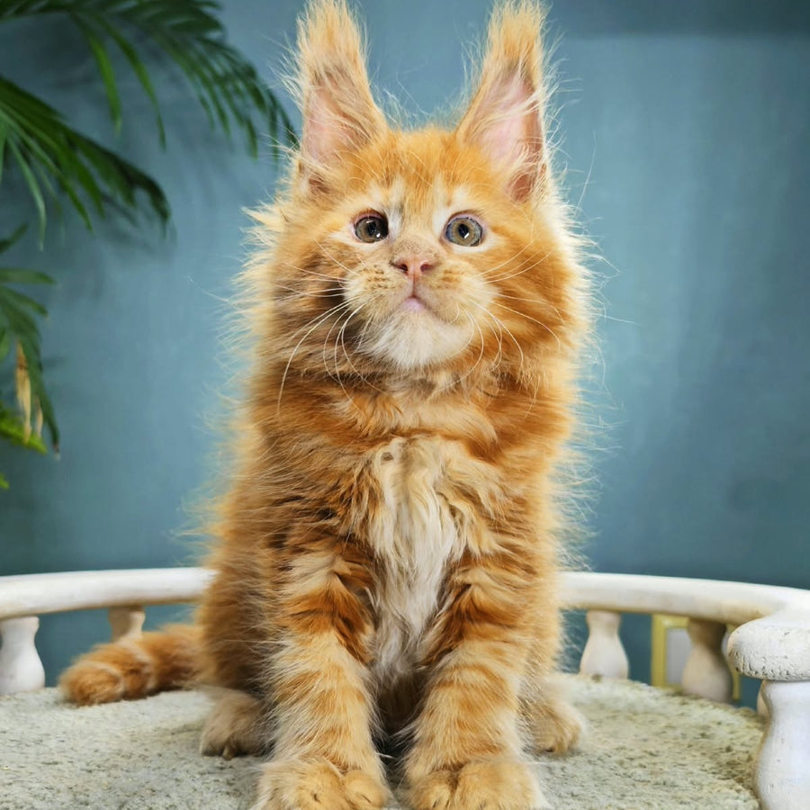 Iva Maine Coon female, red