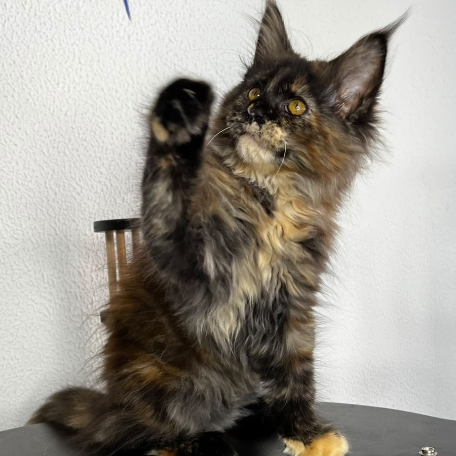 Barcelona Maine Coon female, black tortie