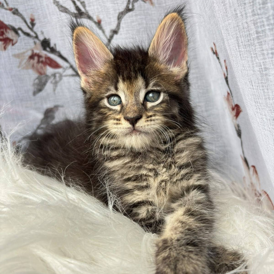 Cookie Maine Coon male, black spotted tabby