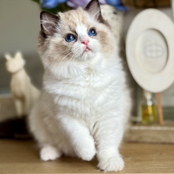 Moksha Ragdoll female, black bicolour