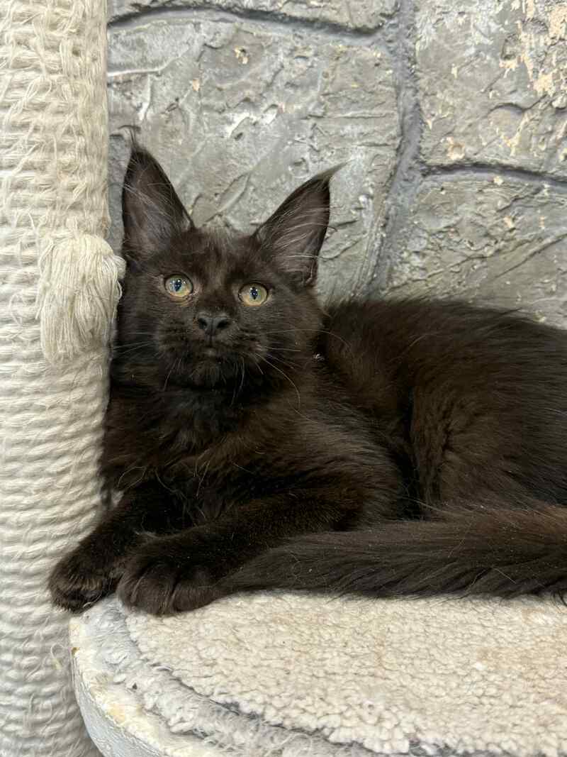 Fart Maine Coon male, black