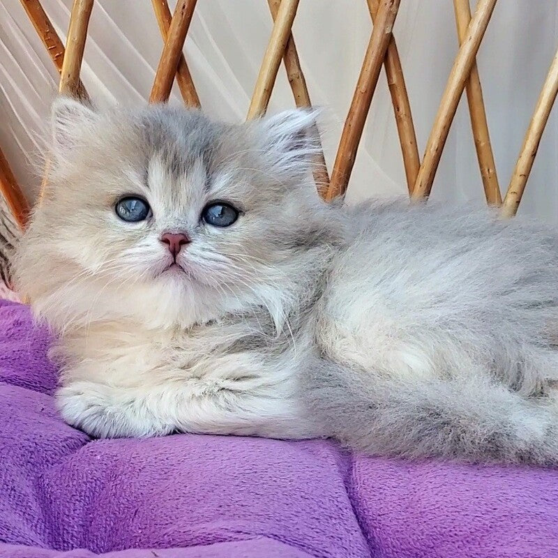 Zlata British Longhair female blue golden ticked tabby - live animals