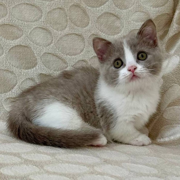 Benny Munchkin male, blue bicolour