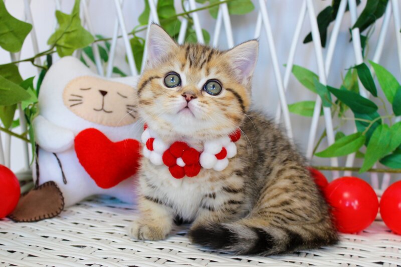 Freya Munchkin female, chocolate golden spotted tabby