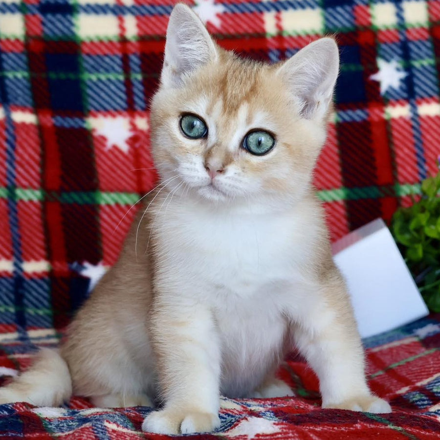 Zherom British Shorthair male, black golden chinchilla