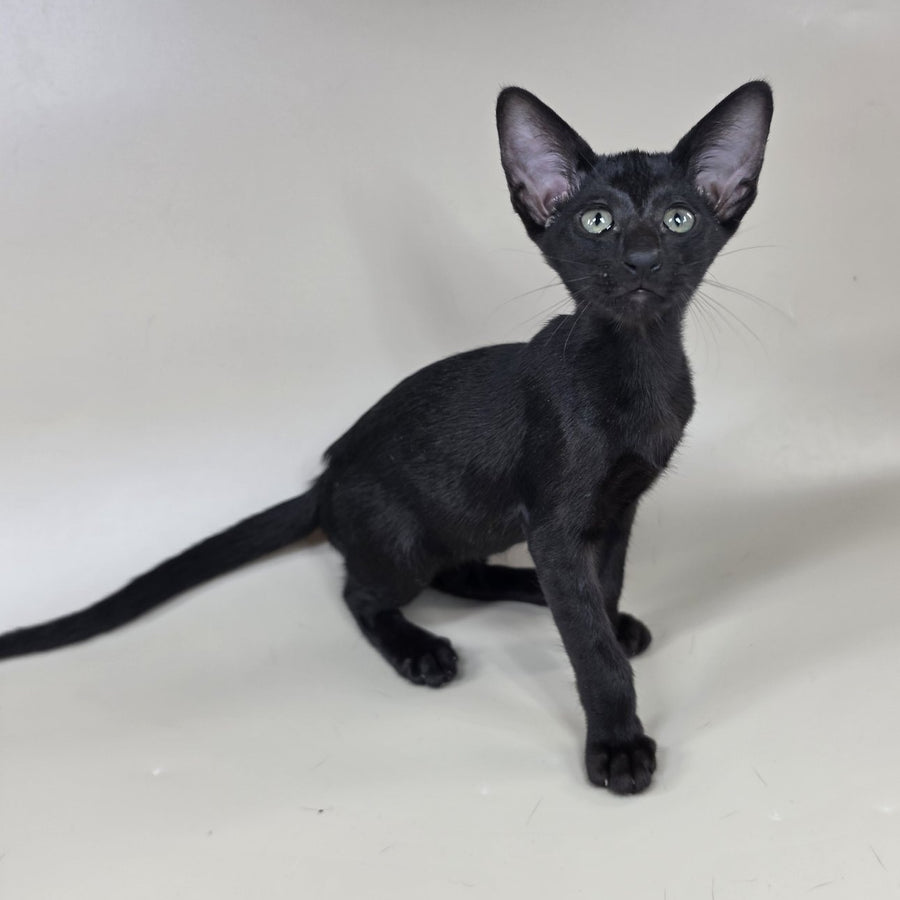 Xolotl Oriental Shorthair male, black