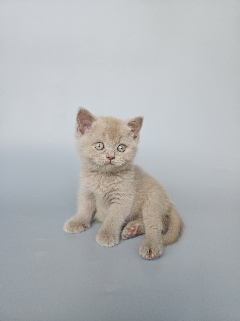 Aster British Shorthair female, fawn