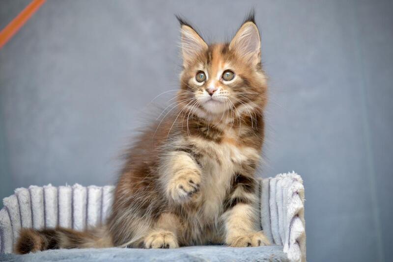Vatrushka Maine Coon female black tortie with white tabby live animals